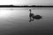 Gang, group of swans at sunrise. Backlight. Warm tones on the water lake. Silhouettes, shadows. Beautiful background