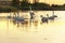 Gang, group of swans at sunrise. Backlight. Warm tones on the water lake. Silhouettes, shadows. Beautiful background