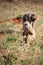 Gang of monkeys in Kenya Africa. Monkeys take over a hotel, Safari lodge. Baby monkeys in the rain, macaque monkeys