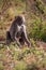 Gang of monkeys in Kenya Africa. Monkeys take over a hotel, Safari lodge. Baby monkeys in the rain, macaque monkeys