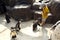 Gang of penguins attack little cute boy to take away the lollipop