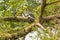 Gang of Pigeon, Rock Dove birds grouping on tree branch in Singapore