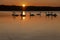 Gang of swans at sunrise. Backlight. Warm tones on the water lake. Silhouettes, shadows. Beautiful background