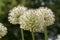 Gang of white elephant garlic - allium ampeloprasum