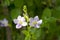 Ganges Primrose,(Asystasia gangetica (L.) T.Anderson