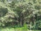 Gangtok  mountain trees and grass.