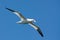 Gannet in the air