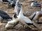 Gannet with baby bird