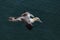 Gannet at Bempton cliffs, Flamborough.