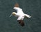 Gannet bird