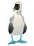 Gannet bird with a blue foot. Flat vector surprised booby solan illustration figure