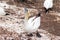 Gannet bird at Bonaventure Island Quebec