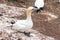 Gannet bird at Bonaventure Island Quebec Canada at summer