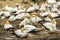 Gannet Bird Colony at Muriwai Beach Auckland New Zealand