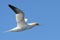 Gannet Bird Flying in Flight