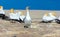 Gannet bird, sitting on rock in gannet colony new zealand.