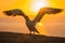 Gannet bird starting to fly from Gannet Colony at Cape Kidnappers at sunrise in Hawkes Bay near Hastings on North Island