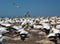 Gannet birds