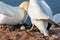 Gannet birds with egg at German Helgoland island
