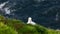 Gannet birds having a sunbath on Mykines island in Faroe Islands