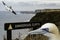 Gannet birds living on cliff tops