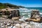 Gannet birds nesting at the coast at Muriwai beach near Auckland