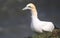 A gannet on a cliff edge