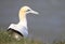 A gannet on a cliff edge