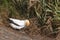 Gannet collecting twigs