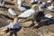 Gannet colony. An adult bird grooms a juvenile