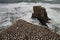 Gannet colony on the cliff, Muriwai beach, New Zealand