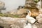 gannet colony on a cliff, sea background, muriwai beach new zealand