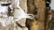 gannet colony on a cliff, sea bird reserve, wildlife sanctuary on muriwai beach new zealand