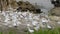 gannet colony on a cliff, sea bird reserve, wildlife sanctuary on muriwai beach new zealand