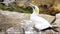 gannet colony on a cliff, sea bird reserve, wildlife sanctuary on muriwai beach new zealand