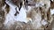 gannet colony on a cliff, sea bird reserve, wildlife sanctuary on muriwai beach new zealand