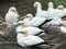 Gannet colony at Muriwai beach