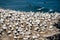 Gannet Colony, Muriwai, New Zealand