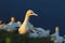 Gannet in the colony. Northern gannet with nesting material in the bill Bird in fly with dark blue sea water in the background. Fl