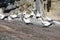 Gannet colony on Otakamiro Point , Muriwai Beach, New Zealand, Auckland