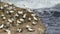 Gannet colony on rock waves crashing in New Zealand