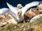 Gannet colony in Troup Head, Scotland