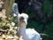 Gannet colony in Troup Head, Scotland