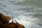 Gannet courtship dance against stormy sea