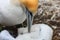 Gannet family in detail, New Zealand