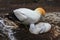 Gannet family in nest, New Zealand