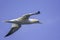 Gannet in flight