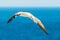 A gannet in flight above the sea
