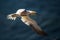 A gannet in flight  above the sea
