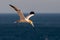 A  gannet in flight against blue sky and seaview